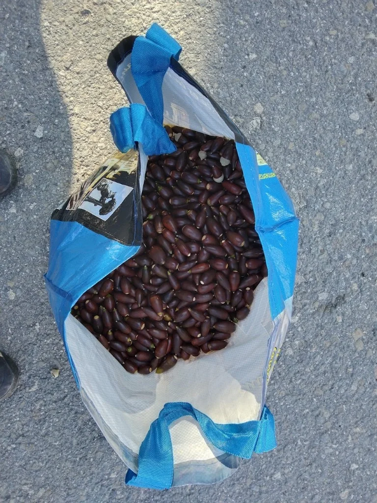 La Bellotada
